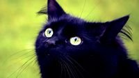 pic for Blackest Black Cat And Green Grass-